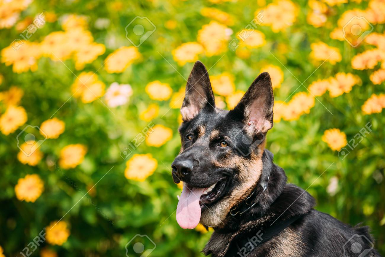 The Portrait Of Staring Purebred Short Haired German Shepherd
