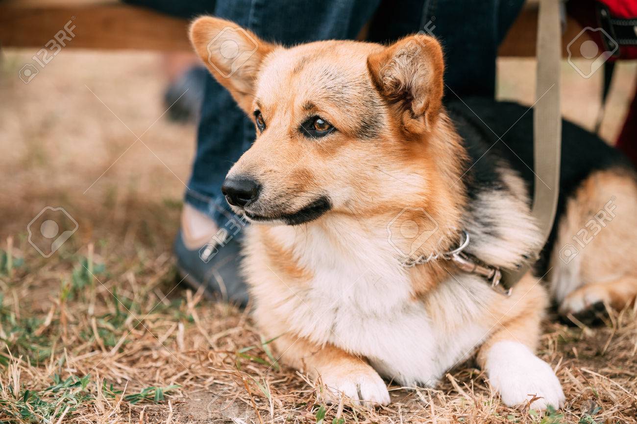 felice faccia da cucciolo di corgi