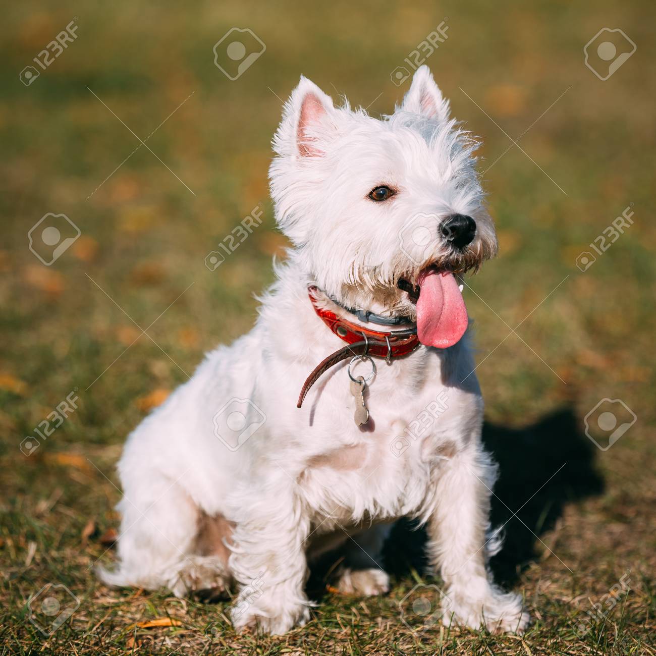 新品 Hermès ウエストハイランドホワイトテリア皿 箱付き 廃盤品