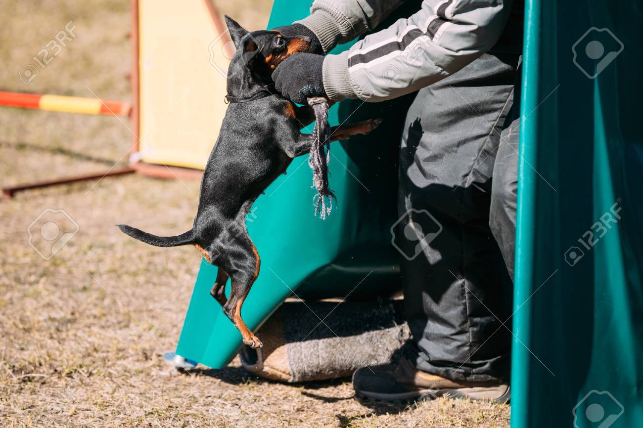 miniature pinscher guard dogs