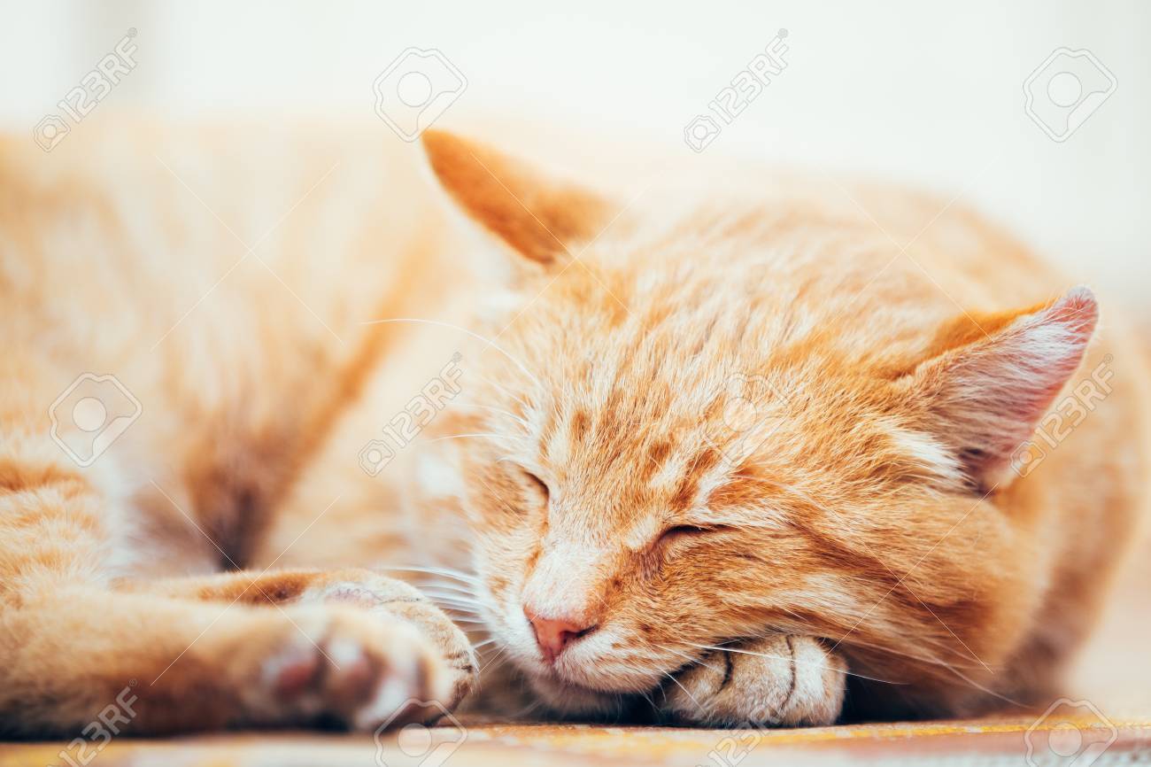 穏やかなオレンジ赤トラ猫男性子猫が丸くなって積層の床に彼のベッドで寝ています の写真素材 画像素材 Image 穏やかなオレンジ赤トラ猫男性子猫が丸くなって積層の床に彼のベッドで寝ています の写真素材 画像素材 Image