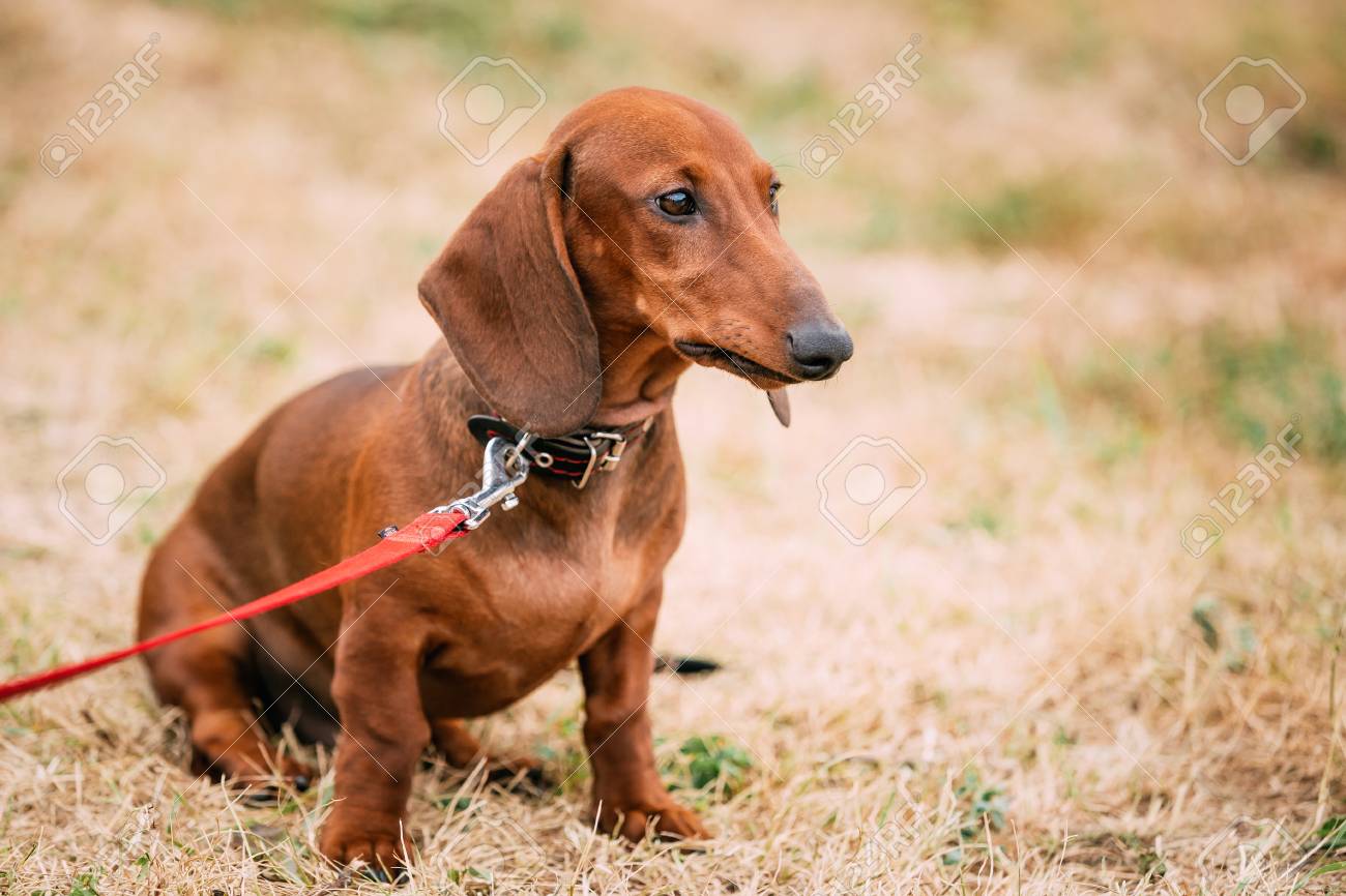 面白い茶色赤いダックスフンド犬プレイ屋外 の写真素材 画像素材 Image