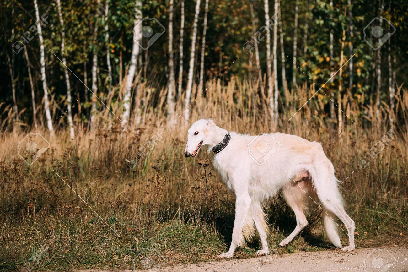 borzoi running