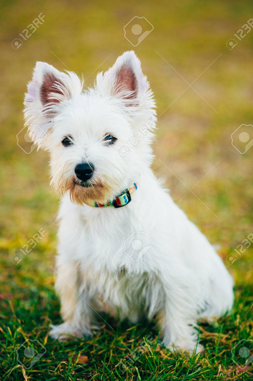 small white terrier