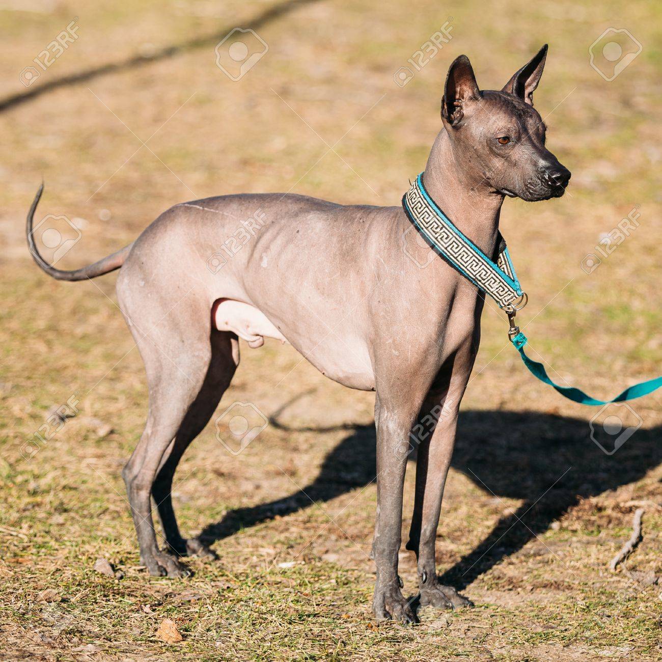 メキシカン ヘアレス ドッグ Xoloitzcuintli または短いのための Xolo は犬の毛のない品種です の写真素材 画像素材 Image