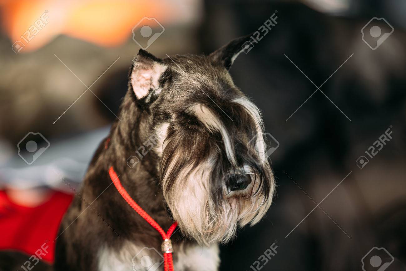 ミニチュア シュナウザー犬 Zwergschnauzer をクローズ アップ ドワーフのシュナウザー アダルト黒と銀自然耳 長い眉毛とひげ の写真素材 画像素材 Image