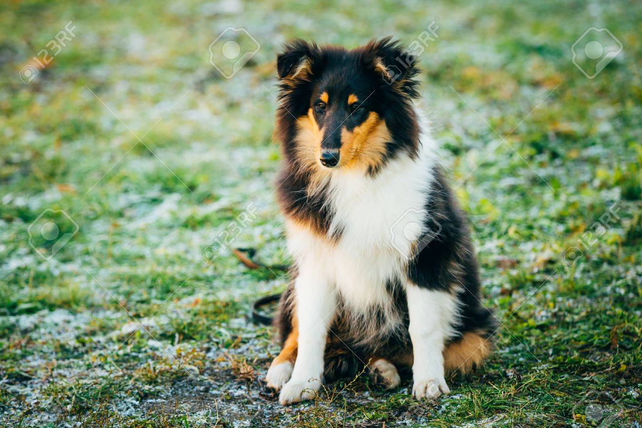 small shetland sheepdog