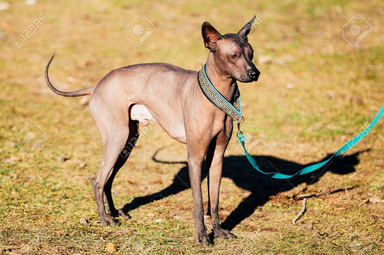 xolo breed
