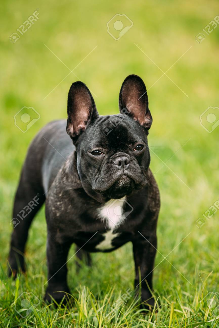 Jeune Chien Chiot Bouledogue Français Noir Avec Une Tache Blanche Sur Sa Poitrine Dans Lherbe Verte Dans Le Parc En Plein Air