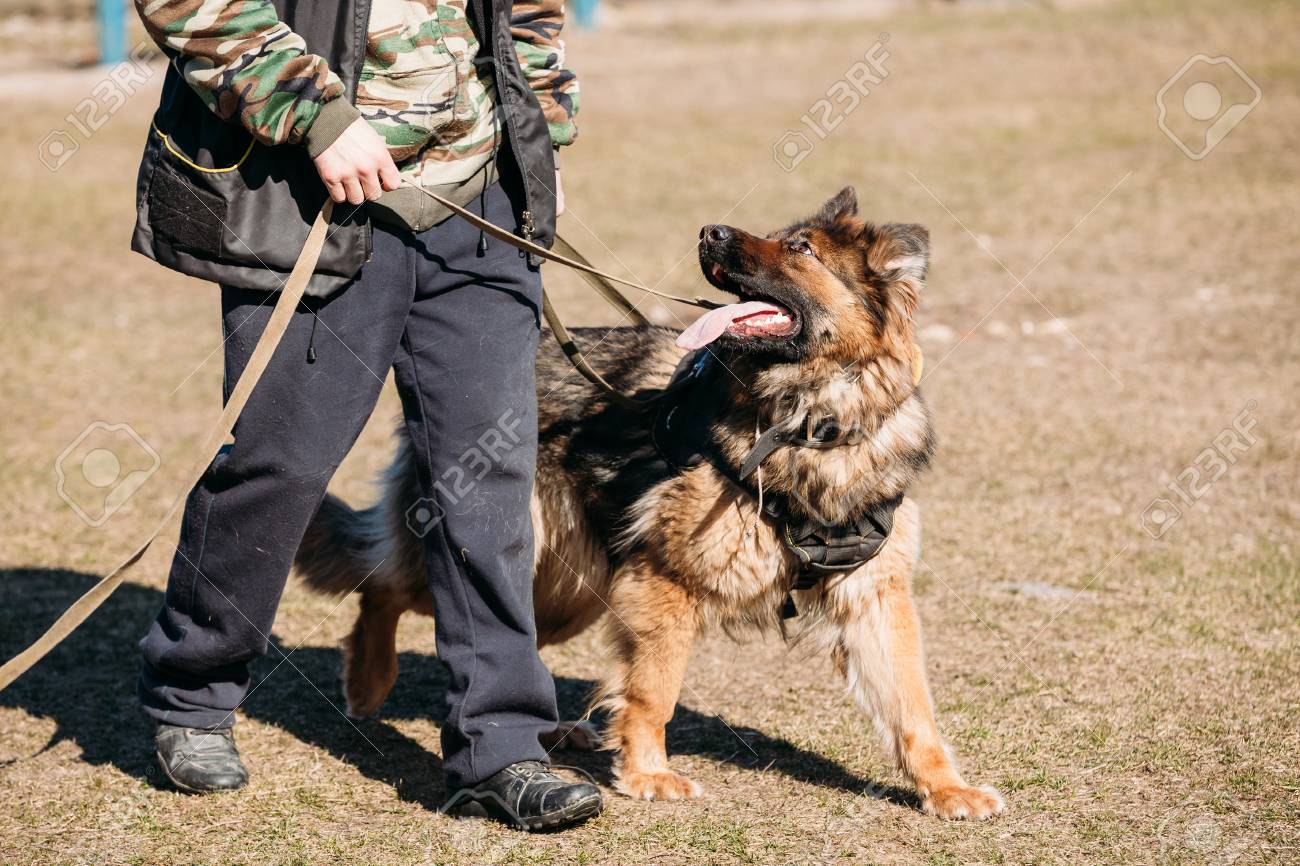 Berger Allemand Sur La Formation Dobéissance De Chien Alsacien Chien Loup