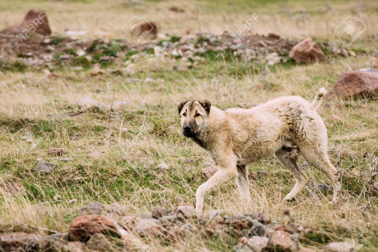 中央アジア羊飼いの犬ジョージアの山で羊の世話します アラバイと言う犬 の写真素材 画像素材 Image 中央アジア羊飼いの犬ジョージアの山で羊の世話します アラバイと言う犬 の写真素材 画像素材 Image