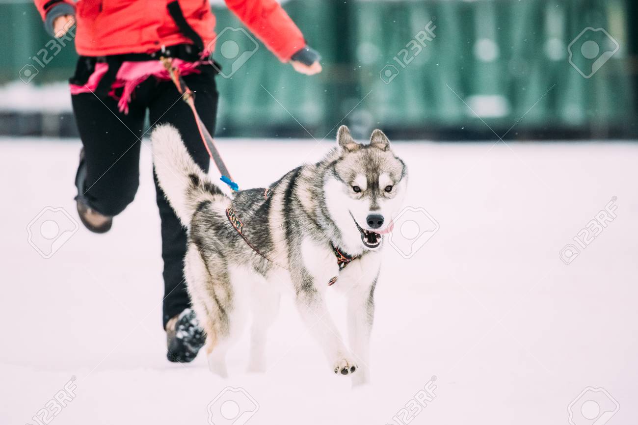 若いハスキー犬冬のランニング トレーニング時にその所有者の実行 の写真素材 画像素材 Image