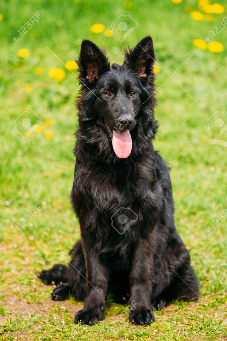 black wolf gsd