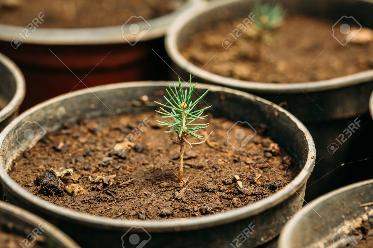 緑芽の葉 杉の木の植物の葉からの成長 の写真素材 画像素材 Image