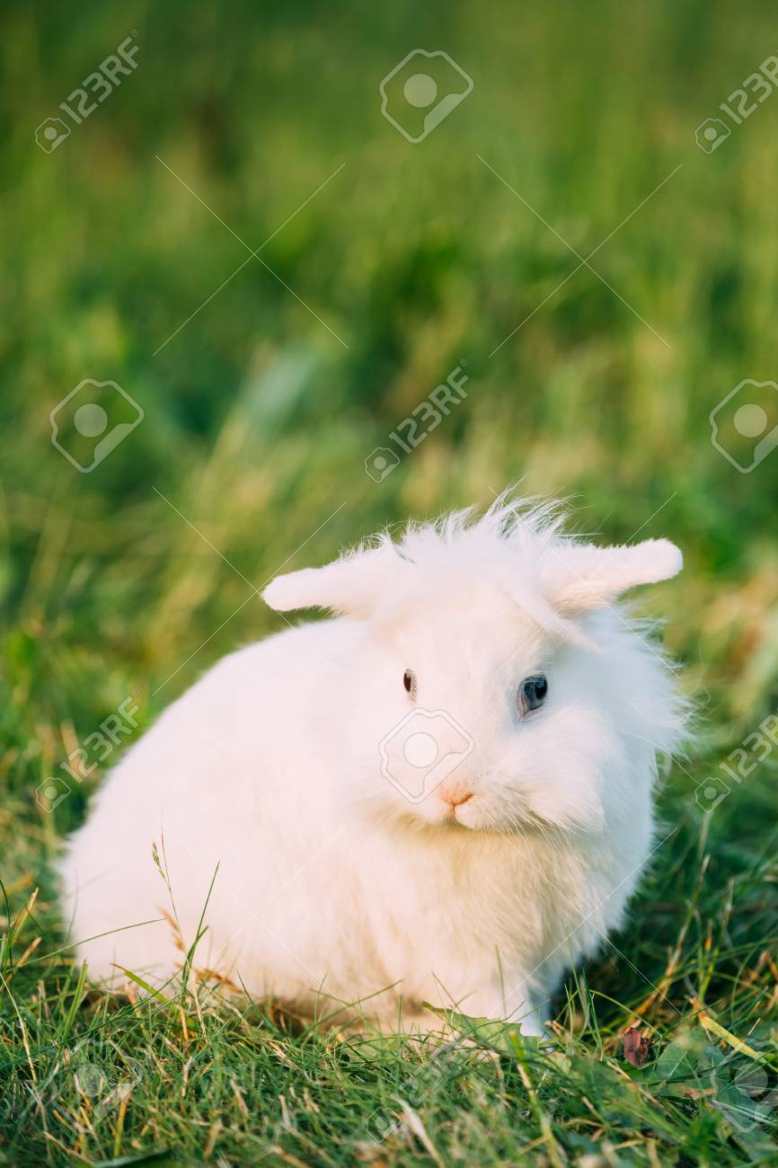 fluffy dwarf bunnies