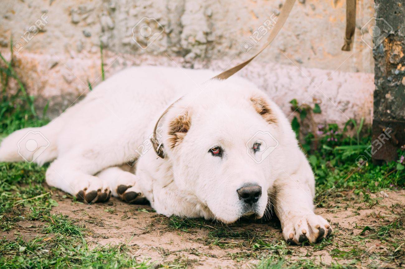 中央アジアの羊飼いの犬 アラバイと言う犬 地域から古代品種 の写真素材 画像素材 Image