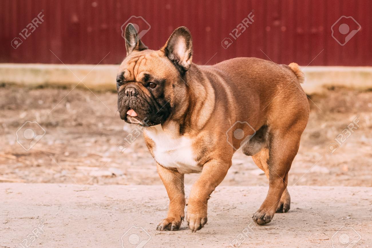 大人の赤フレンチ ブルドッグ犬の屋外歩行 の写真素材 画像素材 Image