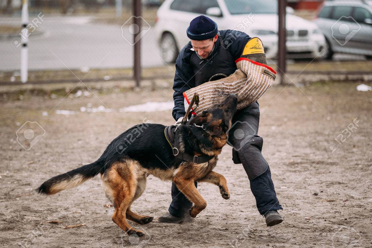 alsatian training