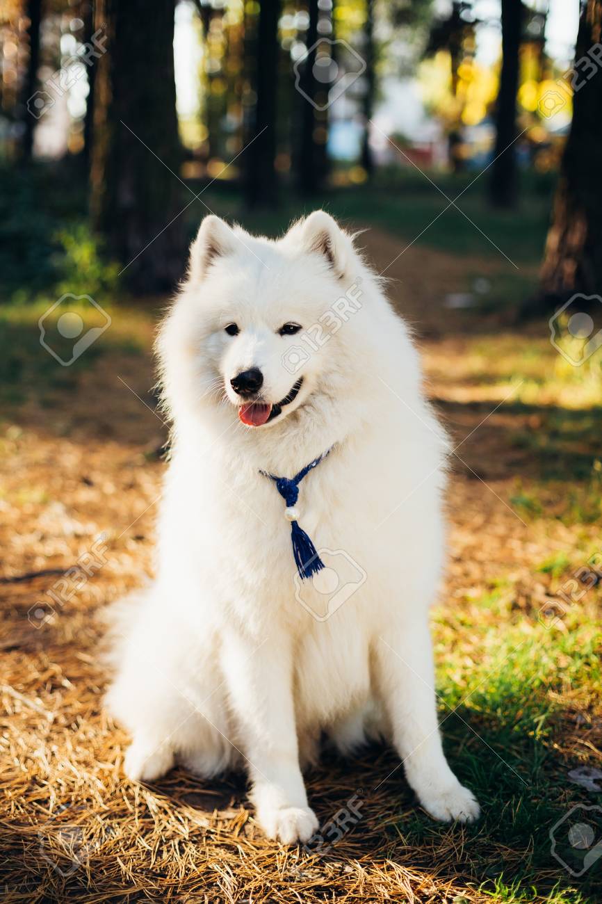 samoyed dog