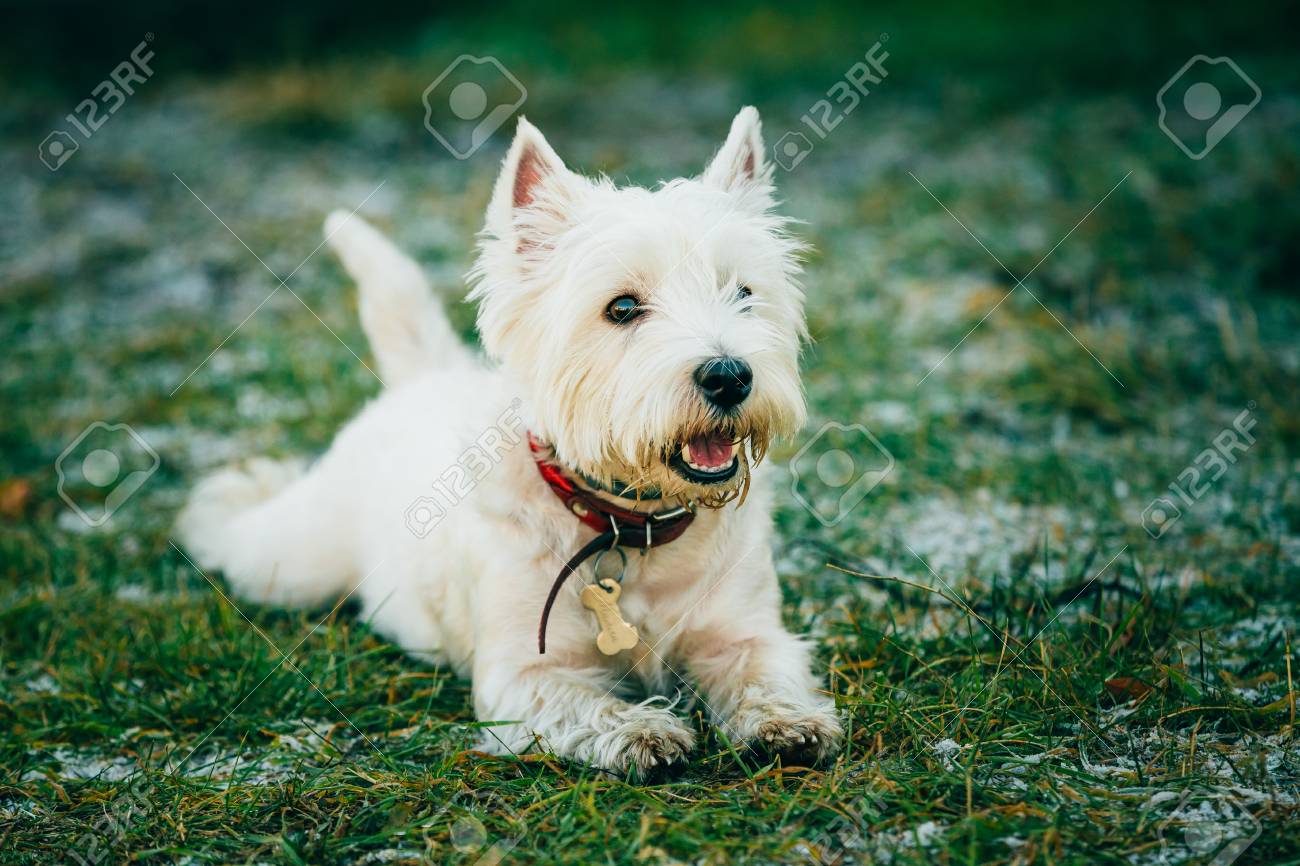 small white terrier