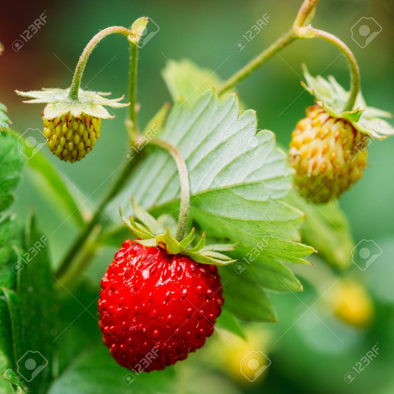 Wild Strawberries