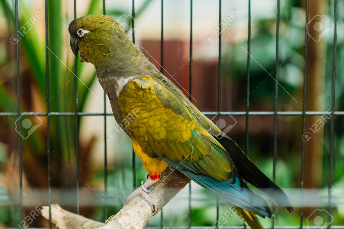 Burrowing Parrot Or Cyanoliseus Patagonus It Is Also Known As Stock Photo Picture And Royalty Free Image Image 80337586