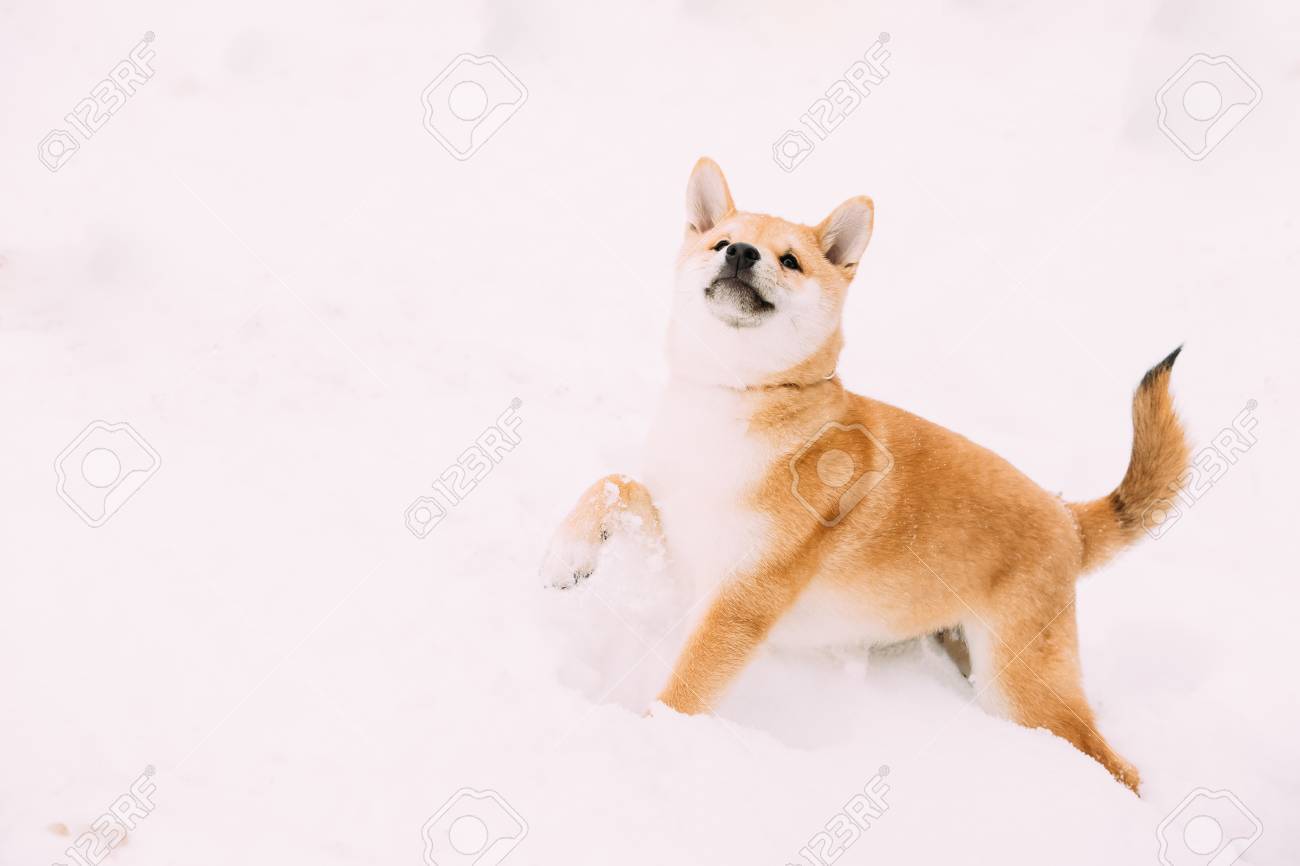 size of a shiba inu