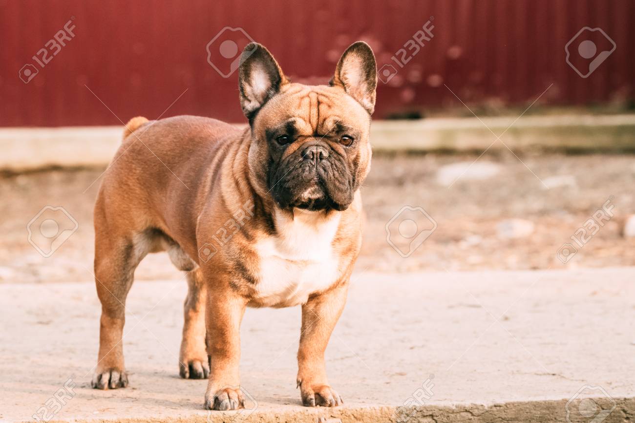 大人の赤フレンチ ブルドッグ犬を屋外に立っています の写真素材 画像素材 Image