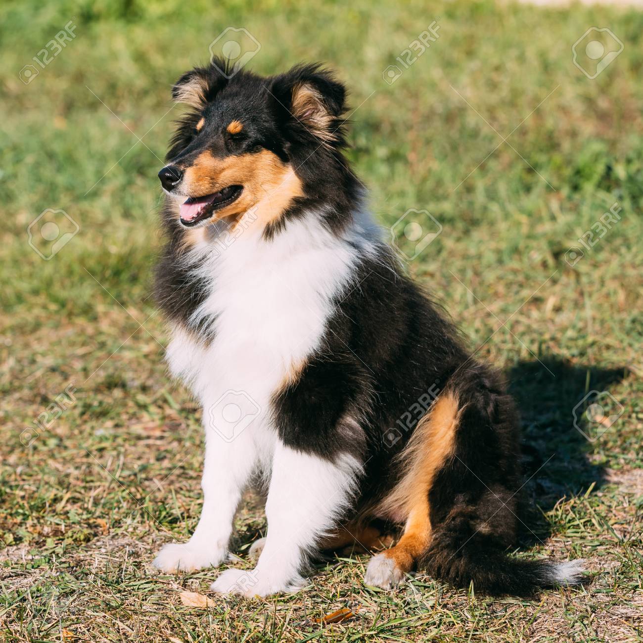 Puppies For Gumtree Rough Collie Border Collie Puppy Rough Collie