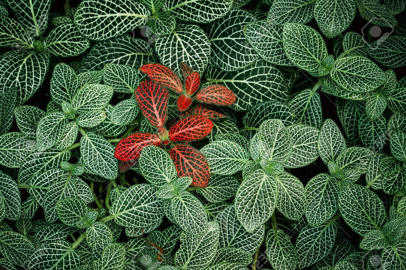 Leaves Of Fittonia Vershaffeliti In Botanical Garden - 96820111 Leaves Of Fittonia Vershaffeliti In Botanical Garden - 96820111