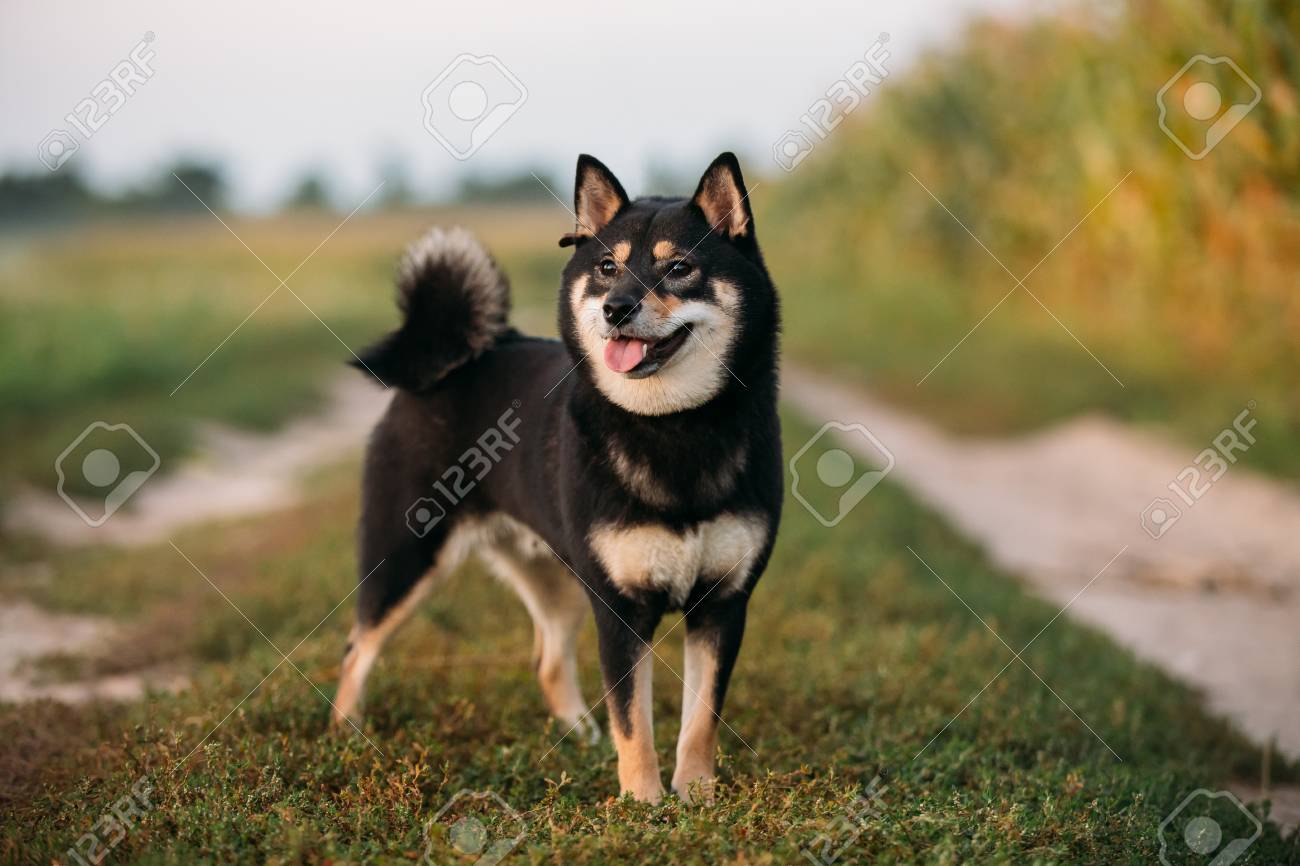 shiba inu black & tan