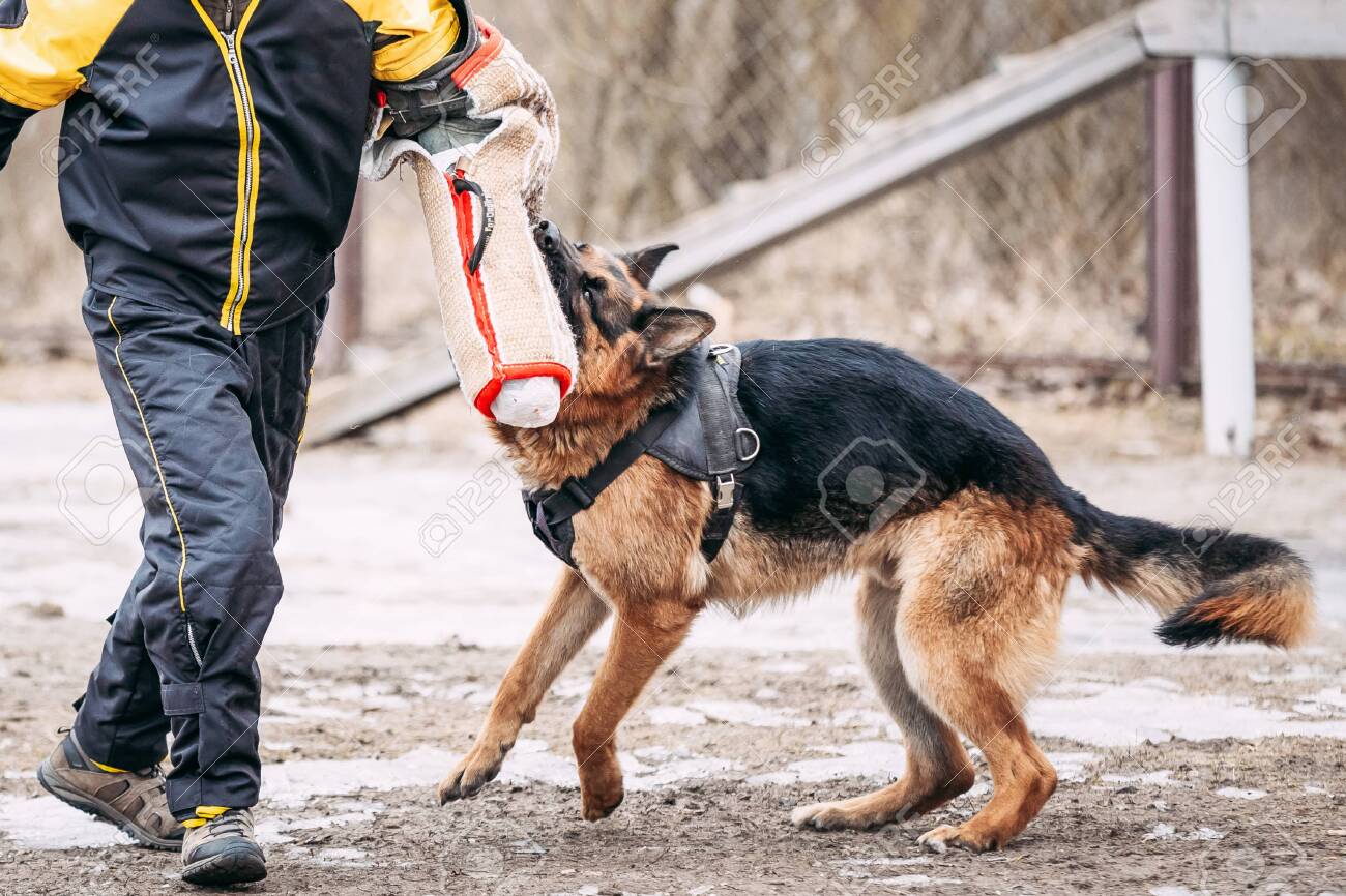 alsatian training