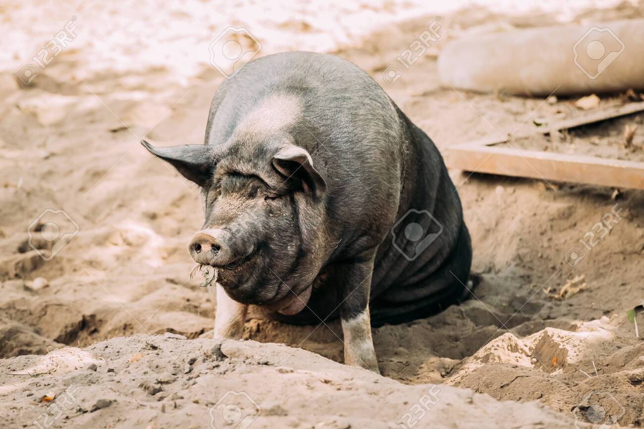 農場のラージブラックブタ。養豚は国産豚の飼育と繁殖です。それは畜産の一部門です。豚は主に食料として飼育されています（豚肉、ベーコン、ギャモン）の写真素材・画像素材  Image 151881756