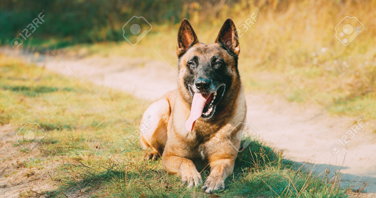 Tellement dramatique 🤣 #malinois #funny #doglover #dog #happy | TikTok, image size:1300x685