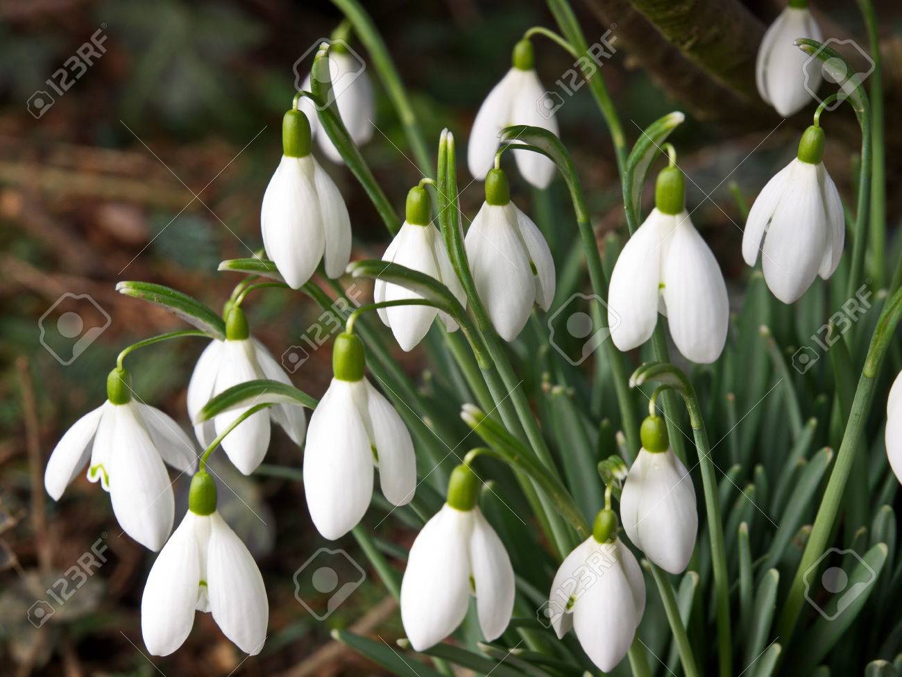 Bouquet De Fleurs De Fevrier Banque D Images Et Photos Libres De Droits Image