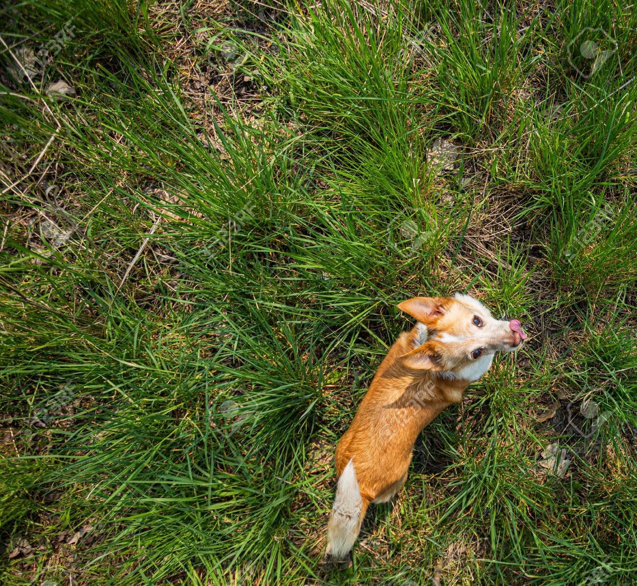 etiam-dictum-ipsum-a-felis