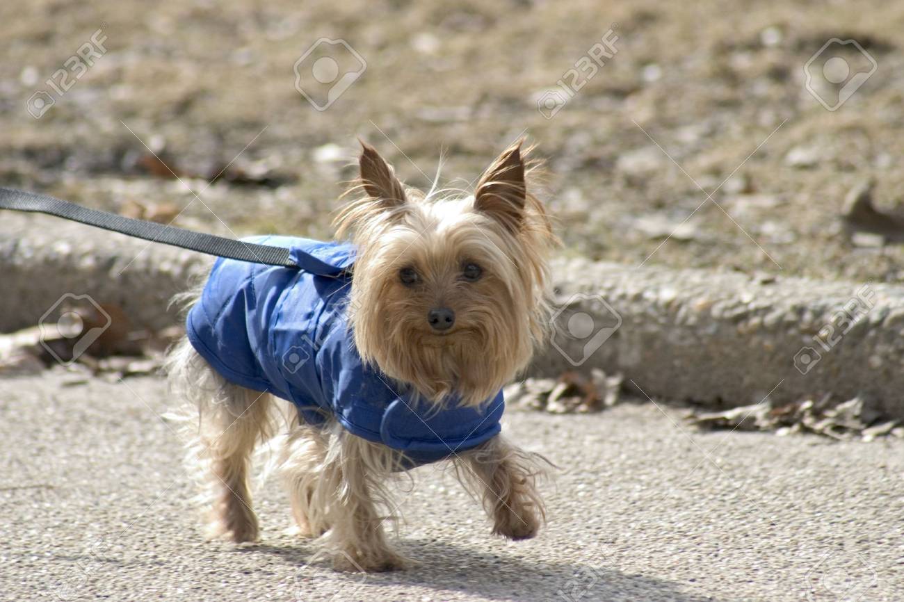 dog with blue coat