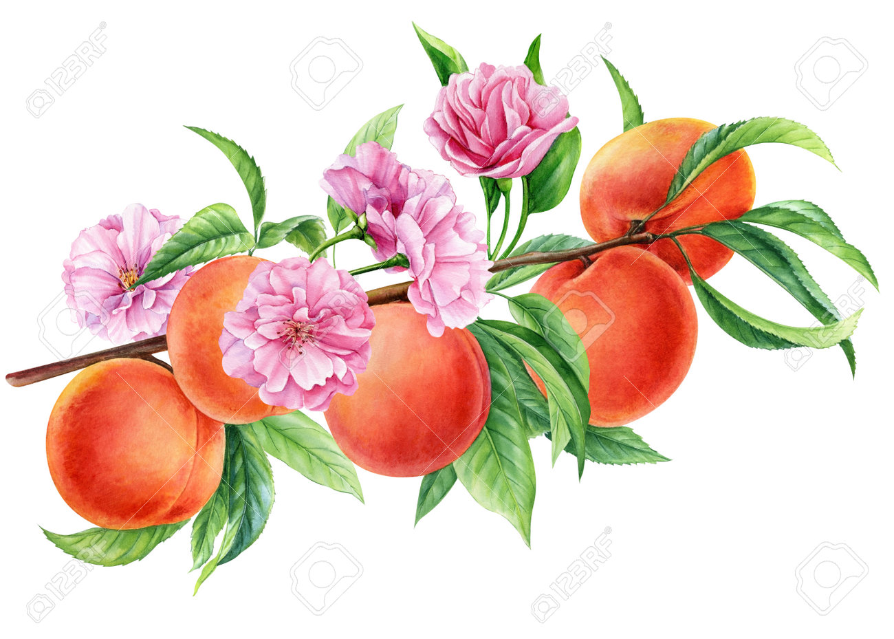 桃の枝。水彩画の果物、花、葉。植物画咲く桃、夏のイラストの写真素材