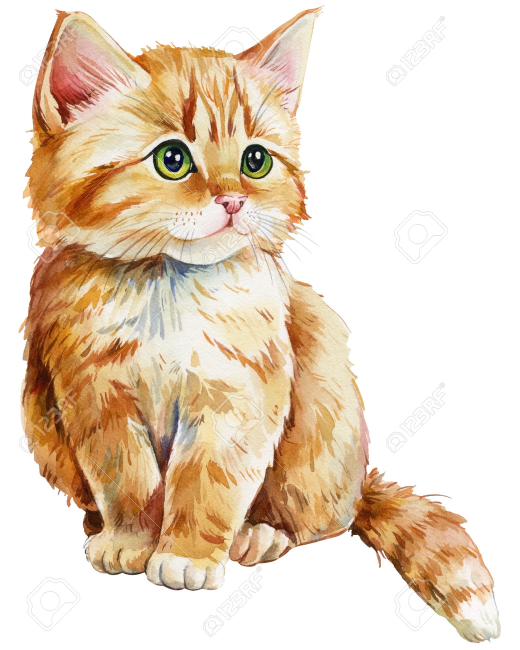Schattig Kitten Hand Tekening, Rode Kat Op Een Geïsoleerde Witte ..., حجم الصورة 1040x1300