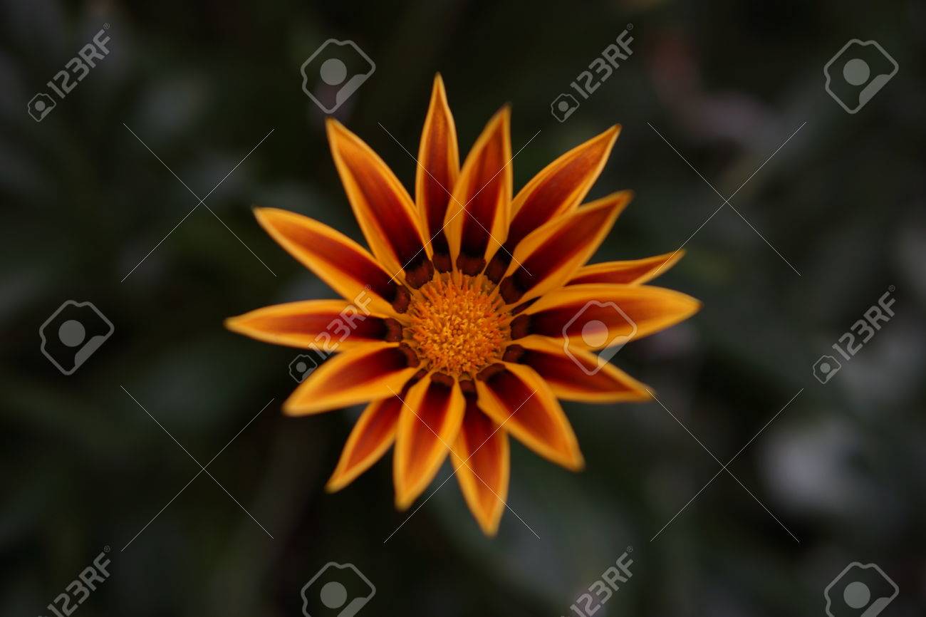 etiam-dictum-ipsum-a-felis