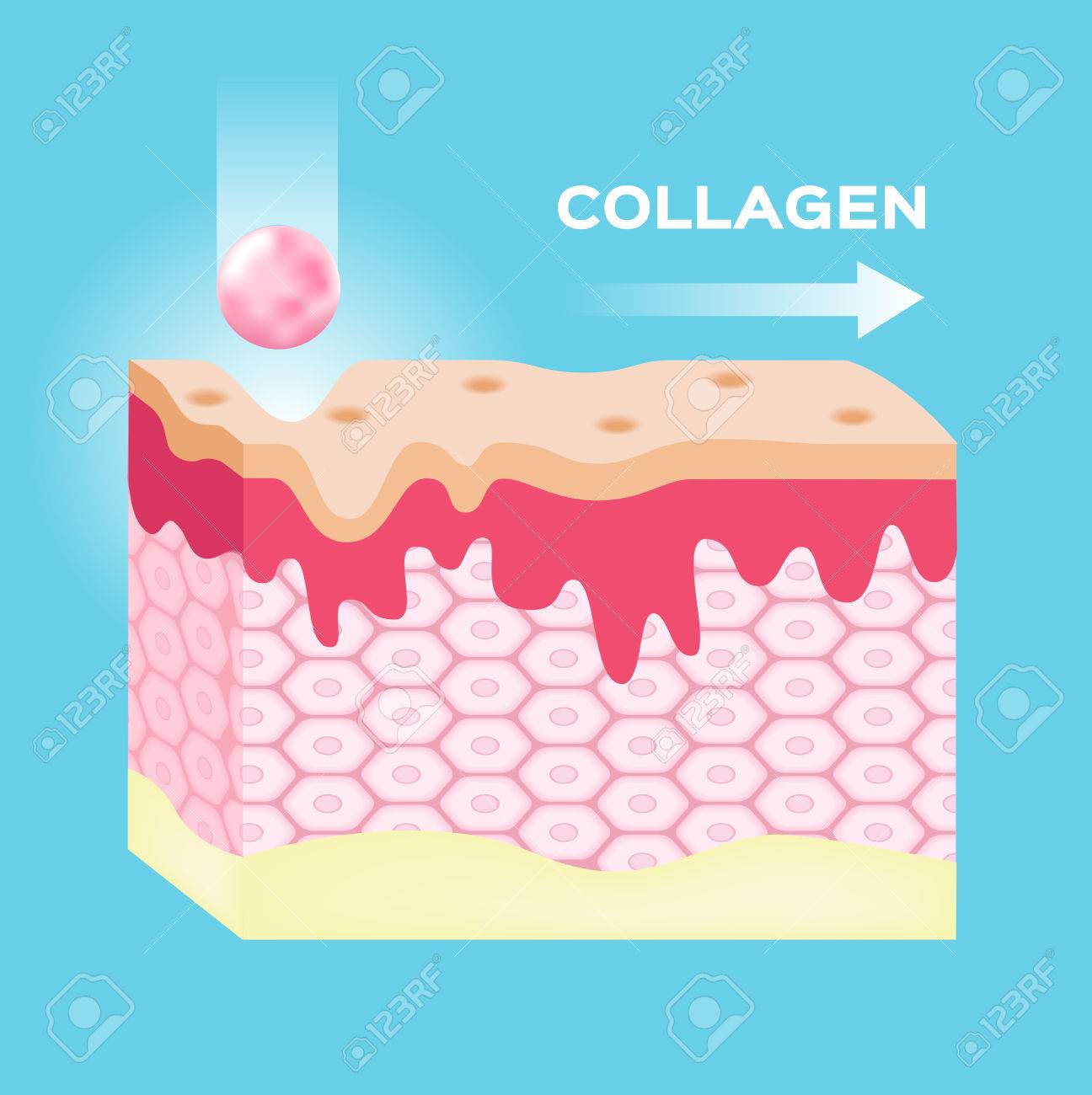 肌にコラーゲン コラーゲンは 滑らかで 白い皮を作る ベクター グラフィック のイラスト素材 ベクタ Image