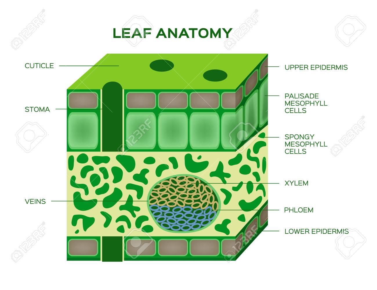 Leaf Anatomy Worksheet Vector Illustration Labeled Blank Biology Closeup Stock Vector Illustration Of Leaf Internal 157649149