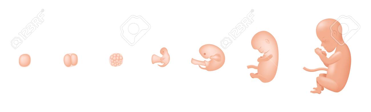 胎児の開発 胚開発 ベクトルを赤ちゃんのイラスト素材 ベクタ Image