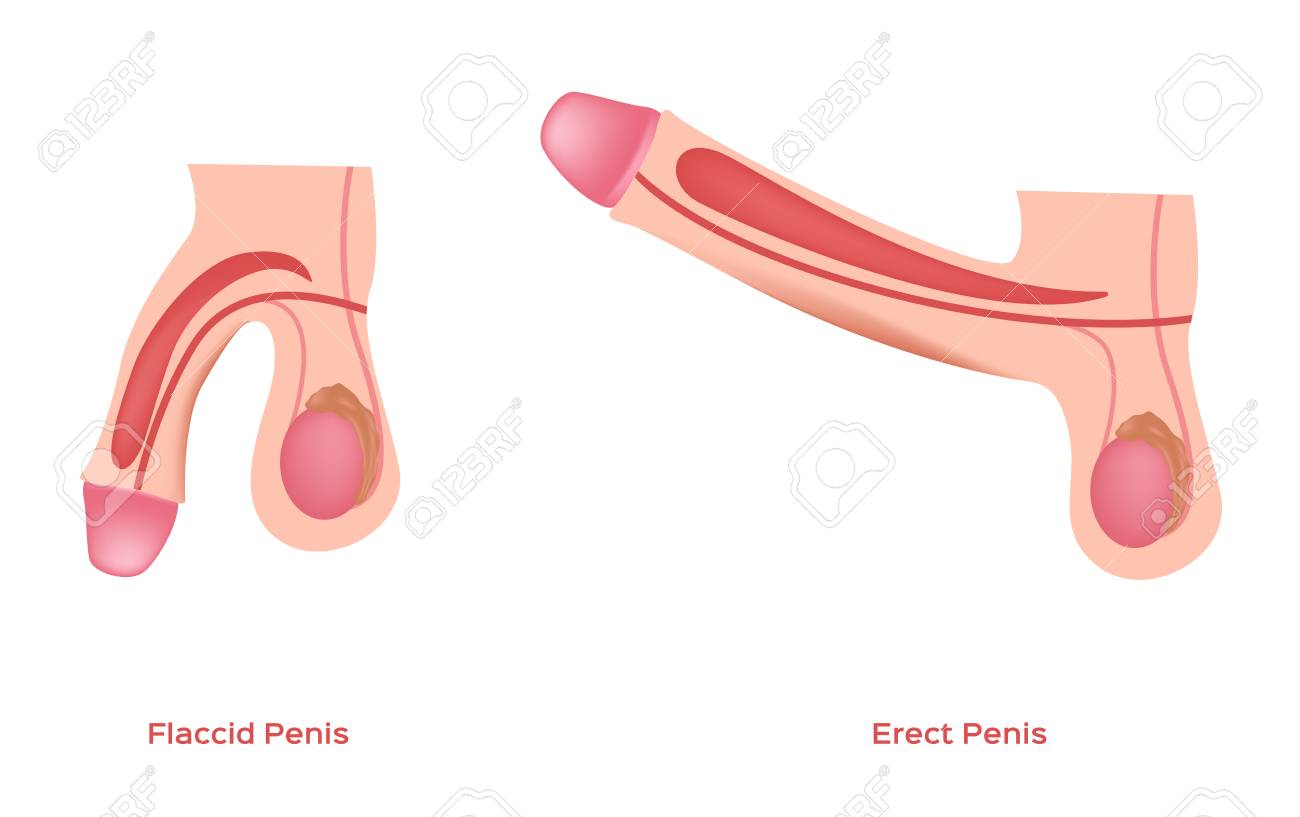 Lesbian Vampire Killers Film Flaccid Erect Penis