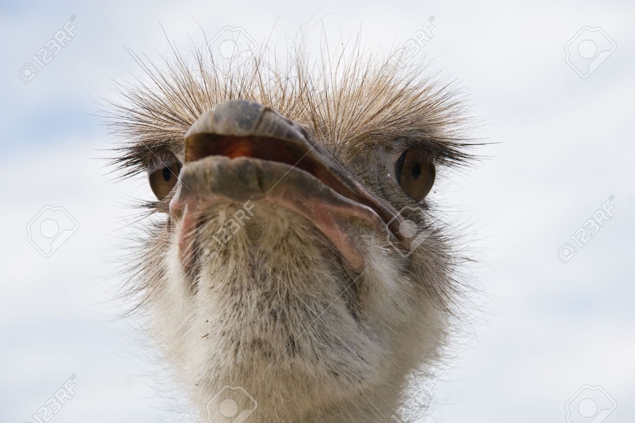 巨大な目と長いまつげとダチョウの肖像画 の写真素材 画像素材 Image