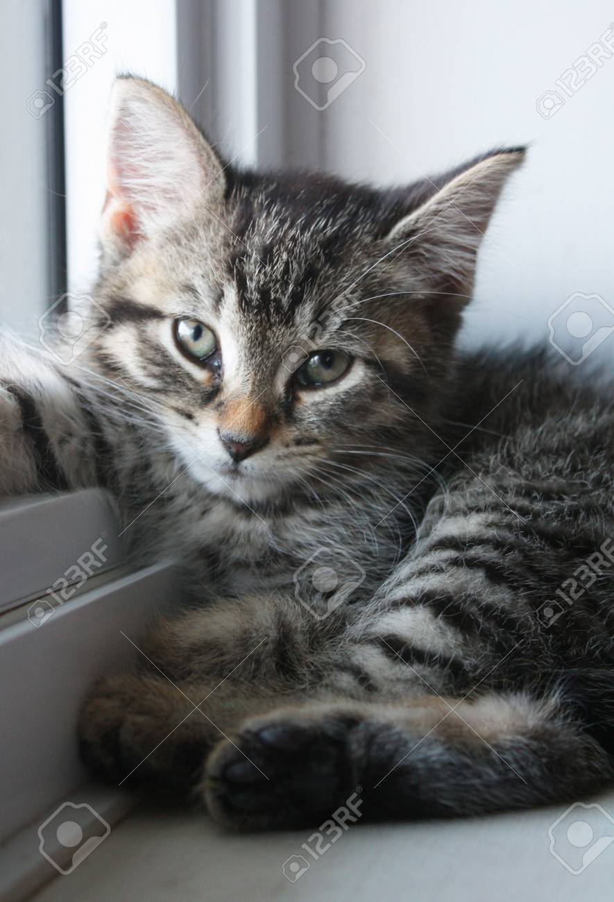 etiam-dictum-ipsum-a-felis