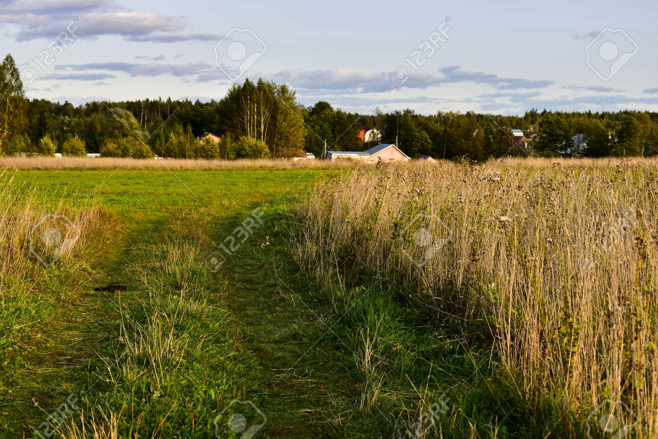 Meadow Road 牧草地の道