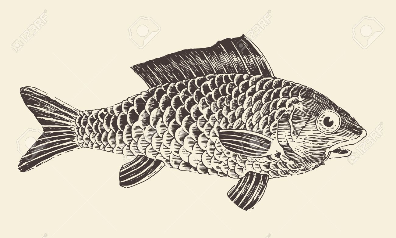 魚鯛ヴィンテージ刻まれた手描きのベクトル図のイラスト素材 ベクタ Image 魚鯛ヴィンテージ刻まれた手描きのベクトル図のイラスト素材 ベクタ Image