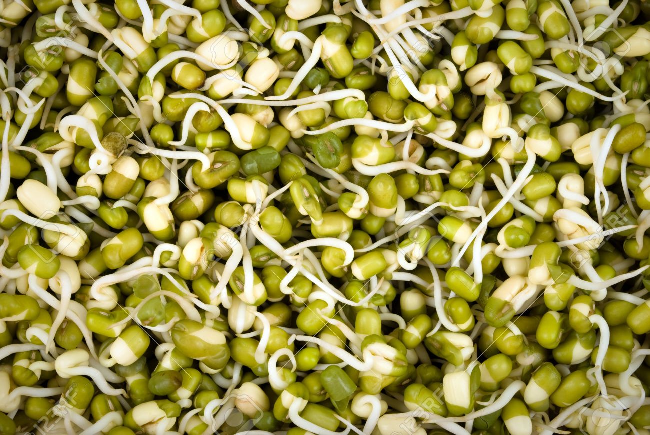 How to Sprout Green Gram recommendations How to Sprout Green Gram recommend