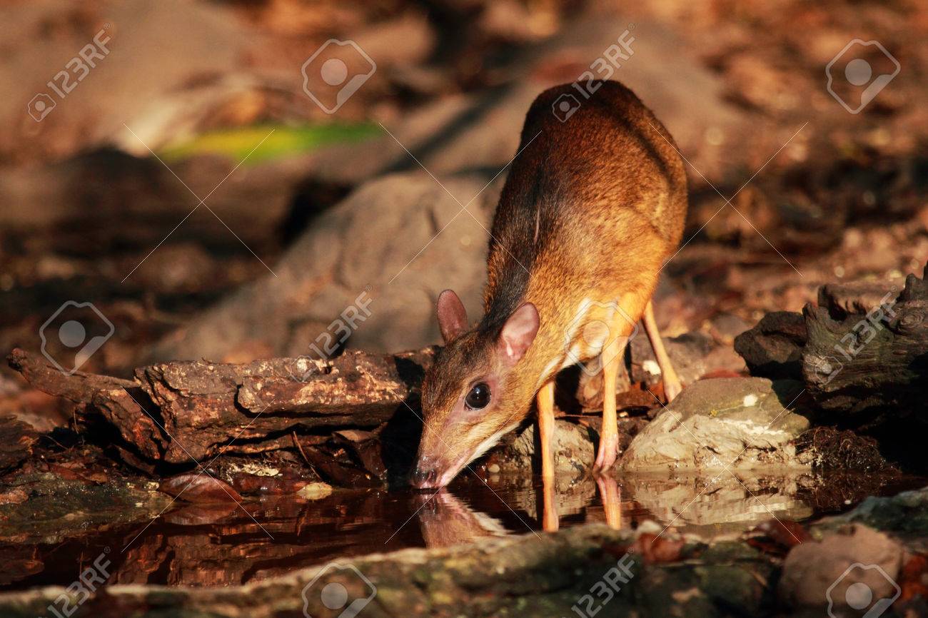 Mouse deer at Kaeng Krachan National Park in Thailand - 33314820 Mouse deer at Kaeng Krachan National Park in Thailand - 33314820